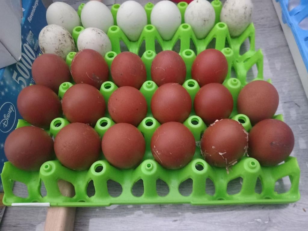 Broedeieren Marans zwartkoperhals, Dieren en Toebehoren, Ophalen of Verzenden