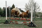 Shetlander en minipaardje, Débourré, Poney de récréation, Vermifugé, Plusieurs animaux