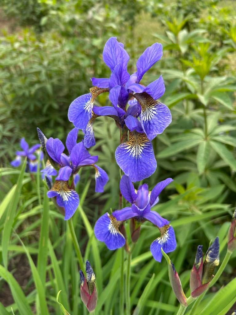 Iris ‘ruffled velvet’, Ophalen, Voorjaar, Halfschaduw