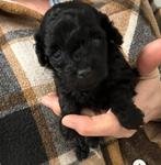 Toy / dwergpoedel teefje, Dieren en Toebehoren, Poedel, Parvo, België, 8 tot 15 weken