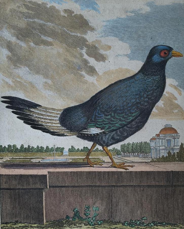 Le Cocquar/Faisan bâtard - Histoire Naturelle, Antiquités & Art, Art | Eaux-fortes & Gravures, Enlèvement ou Envoi