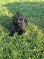 Mooie labrador pups, Dieren en Toebehoren, België, Fokker | Hobbymatig, 8 tot 15 weken, Labrador retriever