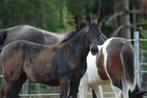 D pony veulen, Dieren en Toebehoren, Paarden, Merrie, Minder dan 160 cm, Niet van toepassing, 0 tot 2 jaar