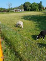 Lammeren, Dieren en Toebehoren, Schapen, Geiten en Varkens