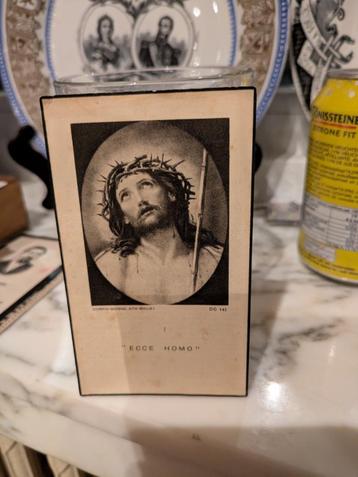 DP broeder theodard  beschikbaar voor biedingen