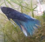 Betta, Dieren en Toebehoren