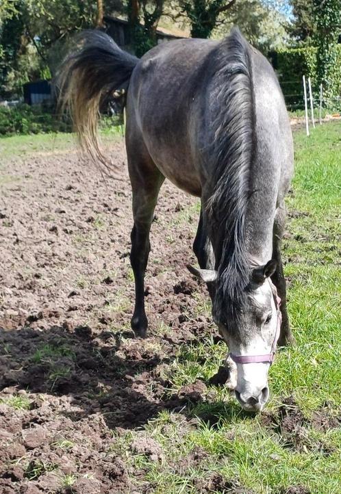 Pur-sang arabe de presque 4 ans très doux, Animaux & Accessoires, Chevaux, Étalon, Non dressé, Moins de 160 cm, 3 à 6 ans, Avec pedigree