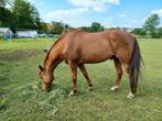 Quarter Horses, Dieren en Toebehoren, Paarden, Meerdere dieren, Westernpaard, Gechipt, 11 jaar of ouder