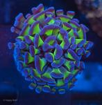 Euphyllia paraancora bicolor