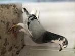 Reis duiven / postduiven, Dieren en Toebehoren, Vogels | Duiven, Meerdere dieren, Postduif