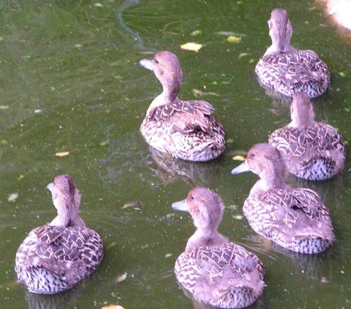 Jonge Europese pijlstaart, Dieren en Toebehoren, Pluimvee, Eend, Mannelijk