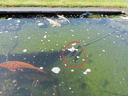 kois, Dieren en Toebehoren, Vissen | Vijvervissen
