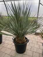 Dasilirion wheelerii palm, Tuin en Terras, Ophalen