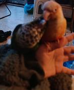 550€ super tame pyrhuuras, Dieren en Toebehoren