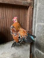 Sabelpoot haan, Animaux & Accessoires, Volatiles, Mâle, Poule ou poulet