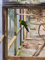 oiseau, Animaux & Accessoires, Plusieurs animaux, Perruche, Bagué