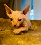 Sphynx kittens, Dieren en Toebehoren, Katten en Kittens | Raskatten | Korthaar, Kater, Gechipt, 0 tot 2 jaar