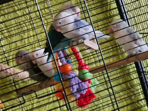 Inclusief Kooi met 5 stuks Jonkies Nog tam te maken, Dieren en Toebehoren, Vogels | Parkieten en Papegaaien, Papegaai, Geringd