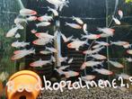 Hobbyaquarium  Roodkopzalmen mooi op maat, Dieren en Toebehoren, Vissen | Aquariumvissen, Vis, Zoetwatervis, Schoolvis