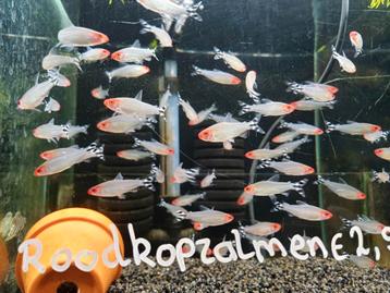 Hobbyaquarium  Roodkopzalmen mooi op maat beschikbaar voor biedingen