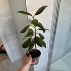 Ficus Elastica, Huis en Inrichting, Kamerplanten, Ophalen