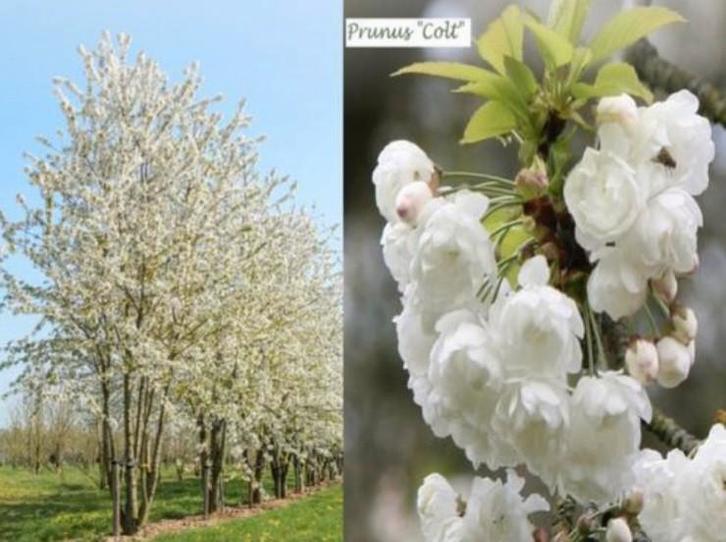 'JAPANSE SIERKERSELAARS 'COLT', LAAGSTAM 10€, HALFSTAM 15€/S, Tuin en Terras, Planten | Struiken en Hagen, Struik, Overige soorten