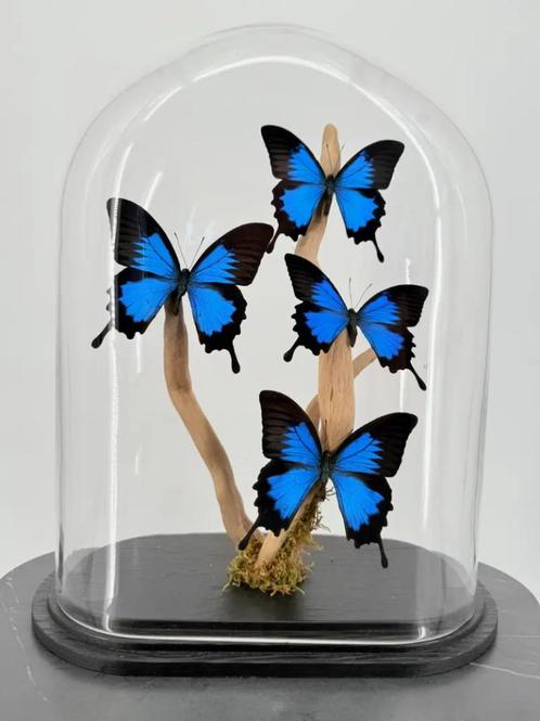 Stolp met Vier Blauwe Papilio Vlinders, Verzamelen, Dierenverzamelingen