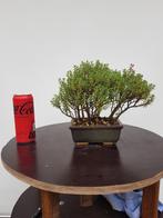 Crassula sarcocaulis Bonsai, Enlèvement