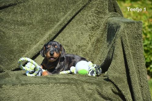 Prachtige Teckel pupjes, Dieren en Toebehoren, Honden | Teckels en Dashonden, Meerdere dieren, Korthaar, Dwerg, Fokker | Professioneel
