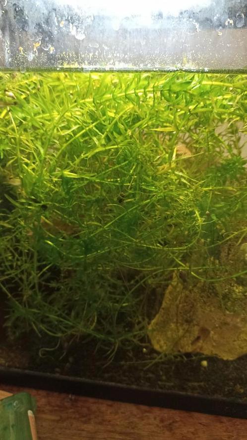 Gezond guppy gras, Dieren en Toebehoren, Vissen | Aquaria en Toebehoren, Zo goed als nieuw, Ophalen of Verzenden