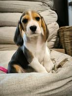 Belgische Beagle pupjes hier geboren !!!, Dieren en Toebehoren, Honden | Beagles, Bassets en Lopende honden, CDV (hondenziekte)