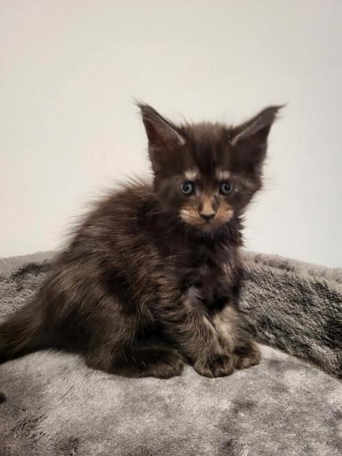 black smoke katertje maine coon, Dieren en Toebehoren, Katten en Kittens | Raskatten | Langhaar, Kater, 0 tot 2 jaar, Met stamboom
