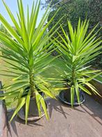 2 mooie Yucca's (Palmlelie) in pot., Tuin en Terras, Planten | Tuinplanten, Ophalen, Bloeit niet, Vaste plant, Volle zon