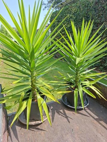 2 mooie Yucca's (Palmlelie) in pot. beschikbaar voor biedingen