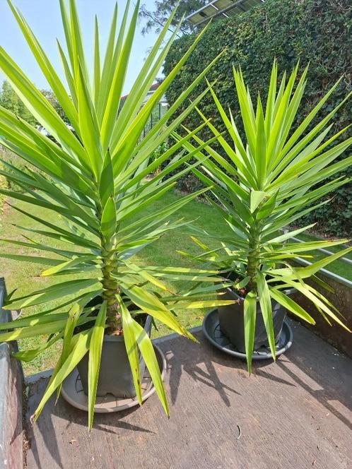 2 mooie Yucca's (Palmlelie) in pot., Tuin en Terras, Planten | Tuinplanten, Vaste plant, Volle zon, Bloeit niet, Ophalen