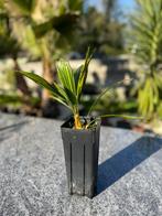 Trachycarpus takagii, Lente, Minder dan 100 cm, Palmboom, Ophalen