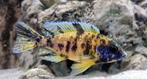 Aulonocara "OB" Jaune/Bleu, Vis, Zoetwatervis