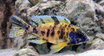 Aulonocara "OB" Jaune/Bleu beschikbaar voor biedingen