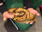 Python royal, Dieren en Toebehoren, Ophalen