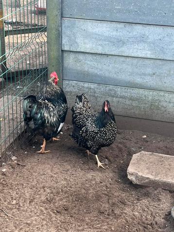 Barnevelder koppel en broedeieren, Dieren en Toebehoren, Pluimvee
