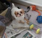 Cavalier king charles mix pups teefje, Dieren en Toebehoren, België, Fokker | Hobbymatig, CDV (hondenziekte), 8 tot 15 weken