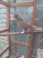 Takla duiven 20€ stuks