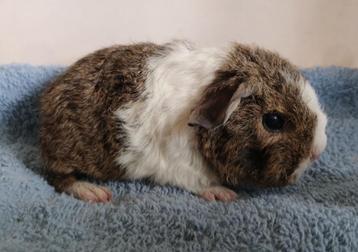 Rex beertje lemonagouti bont beschikbaar voor biedingen