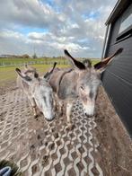 Ezeltjes te koop, Dieren en Toebehoren, Mei, Meerdere dieren