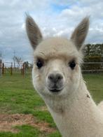 Alpaca cria vrouwelijk (juli 2025), Dieren en Toebehoren, Juli, Vrouwelijk