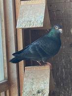 Pigeon voyageur mâle, Animaux & Accessoires, Oiseaux | Pigeons, Pigeon voyageur, Mâle
