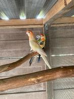 Geel oranje ino pennant poppen, Dieren en Toebehoren, Geringd