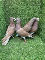 Tipplers Sheffield hoogvliegers, Dieren en Toebehoren, Meerdere dieren