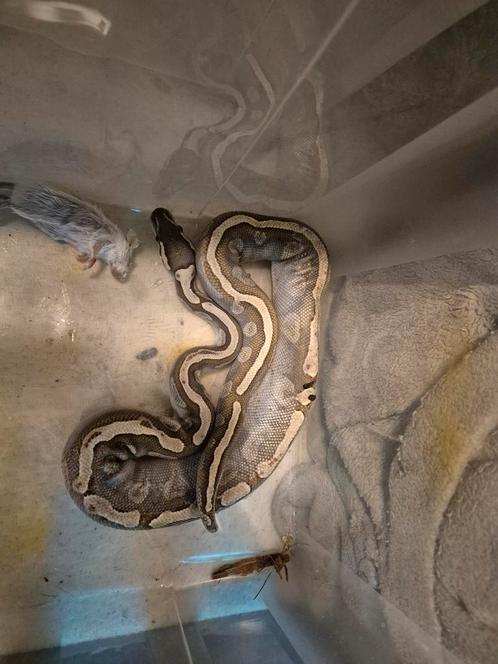 2 jonge ballpythons en 1 terrarium te koop., Dieren en Toebehoren, Reptielen en Amfibieën, Tam