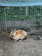 2 vrouwlijke dwergkonijnen prijs is voor beide, Dieren en Toebehoren, Konijnen, Vrouwelijk, Klein, 0 tot 2 jaar